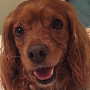 Meet your Posher, Allison